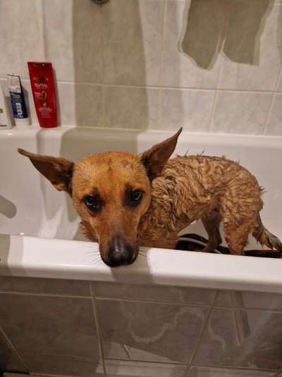 Gespräche zwischen Hund und Halter-Beitrag-Bild