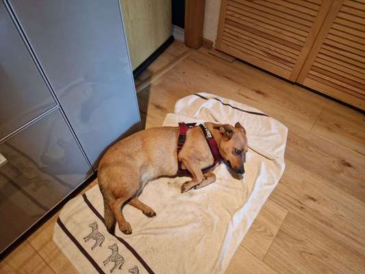 Gespräche zwischen Hund und Halter-Beitrag-Bild