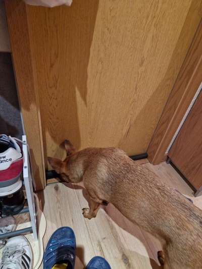 Gespräche zwischen Hund und Halter-Beitrag-Bild