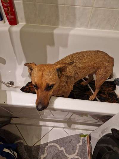 Gespräche zwischen Hund und Halter-Beitrag-Bild