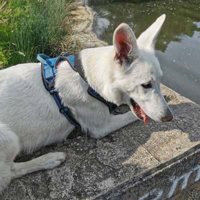 Hundetreffen-Hunderunde in Leipzig-Bild