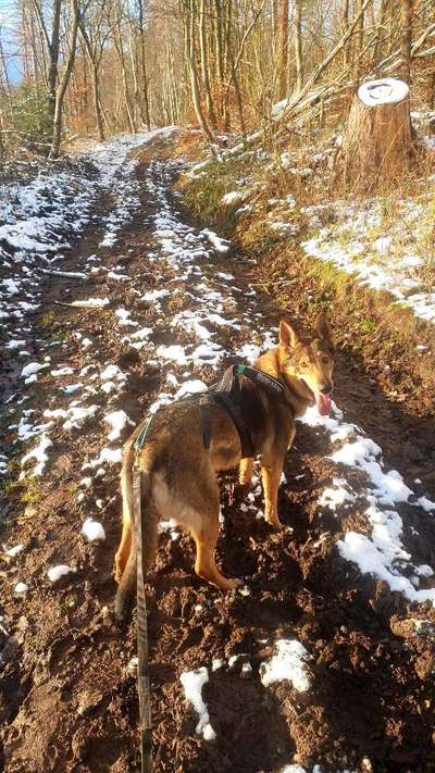 Schäferhund-Fans?-Beitrag-Bild