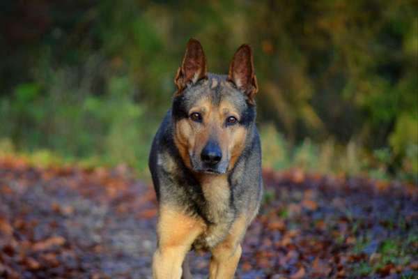 Challenge: Rate den Charakter und die Rudelposition eines Hundes-Beitrag-Bild