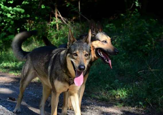 Schäferhund-Fans?-Beitrag-Bild
