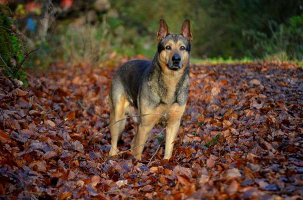 Foto's und Hundemodels-Beitrag-Bild