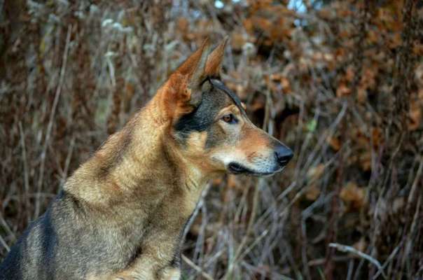 Foto's und Hundemodels-Beitrag-Bild