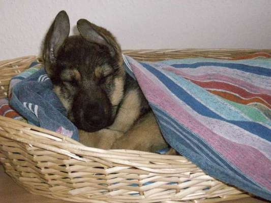 Welpen Bilder !-Beitrag-Bild