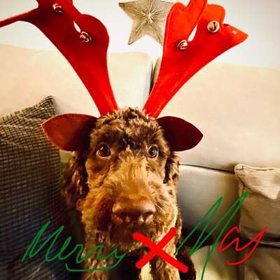 Challenge Nr. 8  Dein Hund im Weihnachtslook-Beitrag-Bild