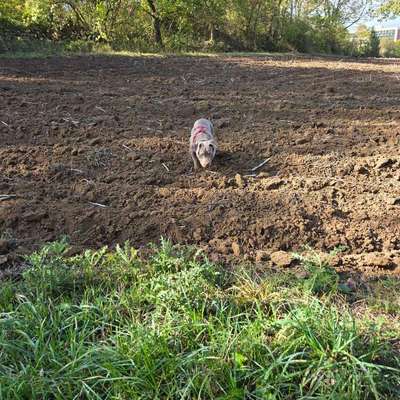 Hundetreffen-Welpentreffen-Bild