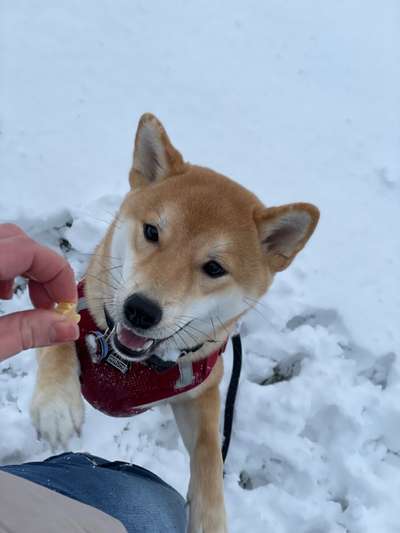 Shiba Inu und andere japanische Rassen!-Beitrag-Bild