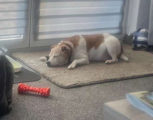 Wie kamst du zu deinem Hund?-Beitrag-Bild