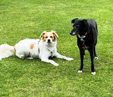 Wie kamst du zu deinem Hund?-Beitrag-Bild