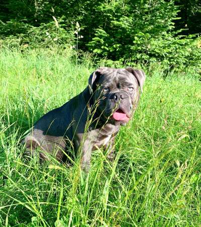 Die Dogorama Kalender Challenge 4/4-Beitrag-Bild