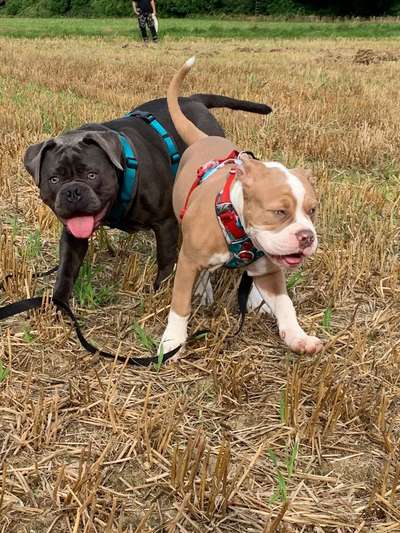 Die Dogorama Wochen Challenge "Friends will be Friends"-Beitrag-Bild