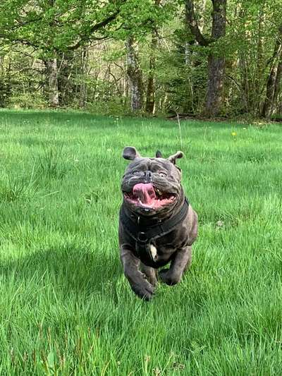 Dogorama Photo Challenge - Fail/Outtakes-Beitrag-Bild