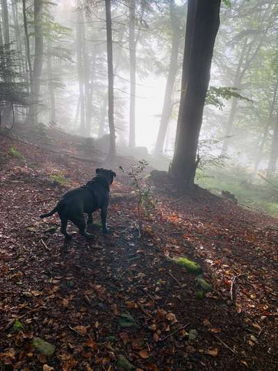 Wald Bild-Beitrag-Bild