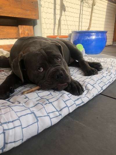 Welpen Bilder !-Beitrag-Bild