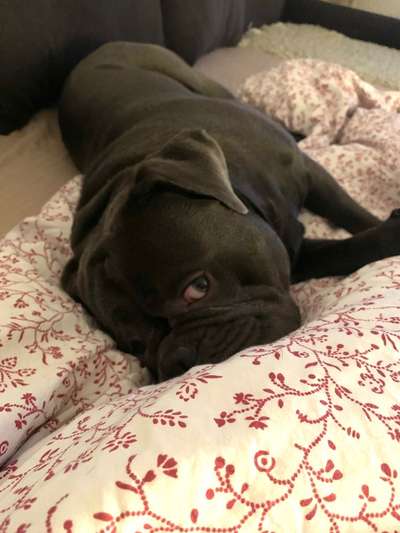 Wie heißt dein Hund?-Beitrag-Bild