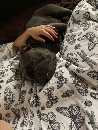 Du weißt, du hast einen Hund wenn...-Beitrag-Bild