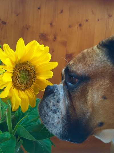 Die Dogorama Kalender Challenge 4/4-Beitrag-Bild