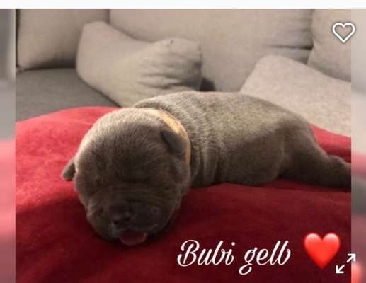 Das erste Bild eures Hundes-Beitrag-Bild