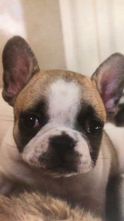 Welpen Bilder !-Beitrag-Bild