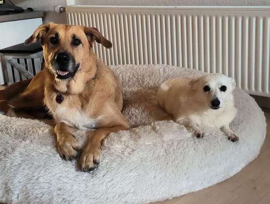 155. FotoChallange * David und Goliath *-Beitrag-Bild