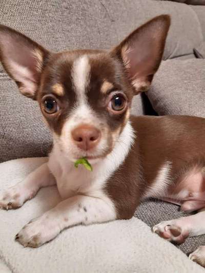 Fotochallange Nr. 57     PORTRÄT.   Beendet!!!!!!!!-Beitrag-Bild