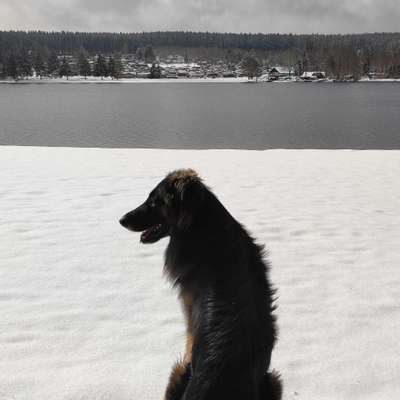 Hundetreffen-Gemeinsam Spaziergang-Bild