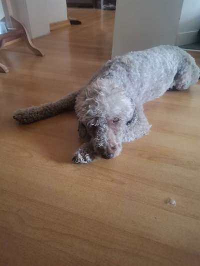 Lagotto Romagnolo Besitzer-Beitrag-Bild