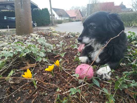 Kleine Hunde ganz Groß-Beitrag-Bild