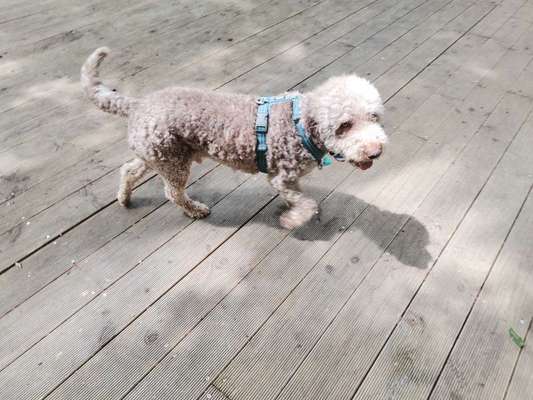 Wie sitzt mein Geschirr?-Beitrag-Bild