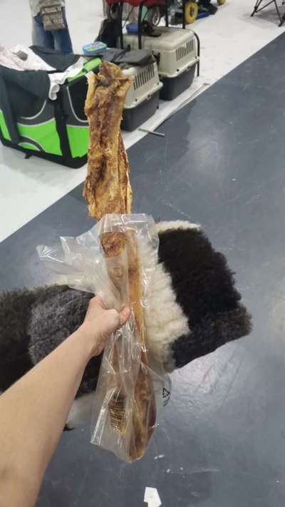 Die 21. Rostocker Rassehunde-Ausstellung: Eine Veranstaltung mit Vorbehalten?-Beitrag-Bild