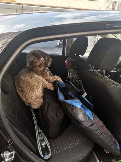 Gespräche zwischen Hund und Halter-Beitrag-Bild