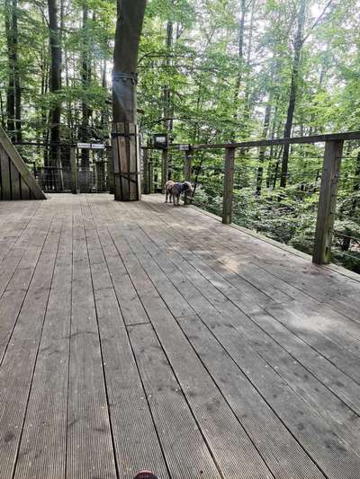 Welcher Hundehalter Typ bist du?-Beitrag-Bild