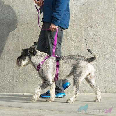 Richtige Hundegeschirr?-Beitrag-Bild