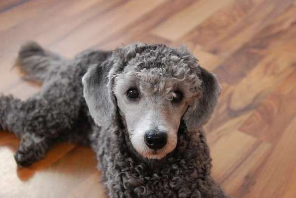 Ohrenentzündung-Beitrag-Bild