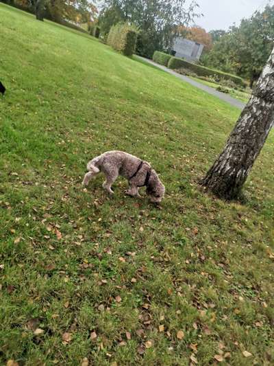 TierschutzhundeStammtisch🐕-Beitrag-Bild