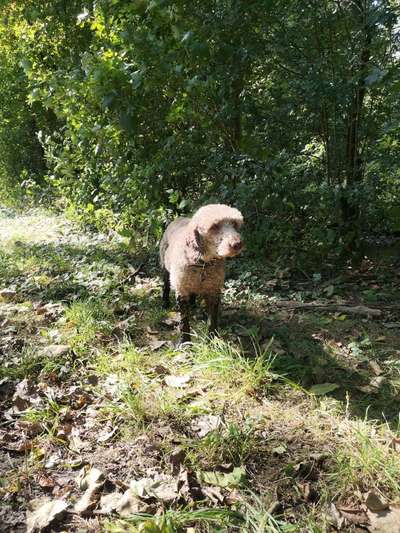 TierschutzhundeStammtisch🐕-Beitrag-Bild