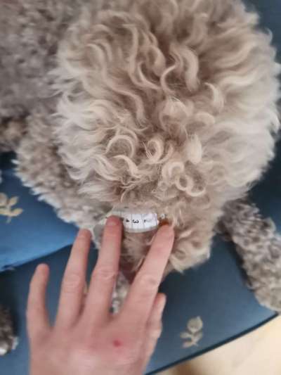 Wie sitzt mein Maulkorb / Maulkorb-Beratung-Beitrag-Bild