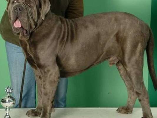 Die 21. Rostocker Rassehunde-Ausstellung: Eine Veranstaltung mit Vorbehalten?-Beitrag-Bild