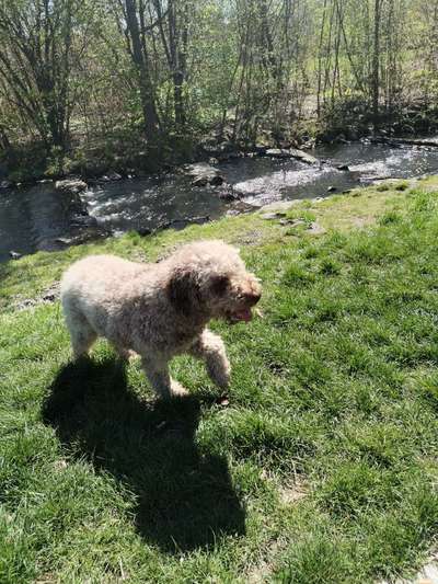 Dogorama Photo Challenge - Hundehaare-Beitrag-Bild