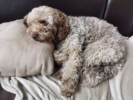 Lagotto Romagnolo Besitzer-Beitrag-Bild
