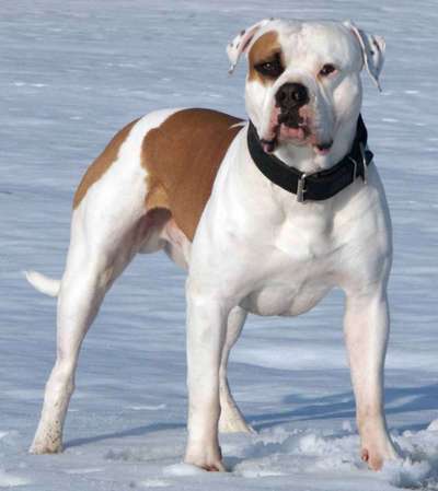 Optischer Unterschied American Bulldog und American bully-Beitrag-Bild