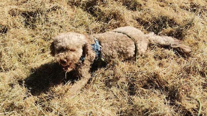 Fotochallenge Nr.89 - Charakter und Wesen-Beitrag-Bild