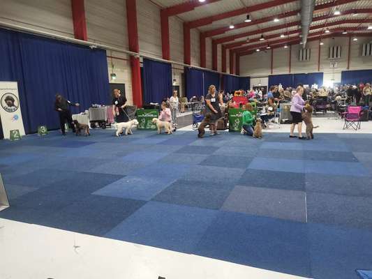Die 21. Rostocker Rassehunde-Ausstellung: Eine Veranstaltung mit Vorbehalten?-Beitrag-Bild
