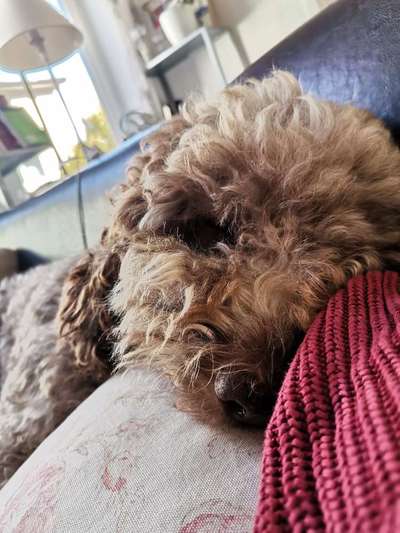 Dogorama Photo Challenge - Details Ganz nah-Beitrag-Bild