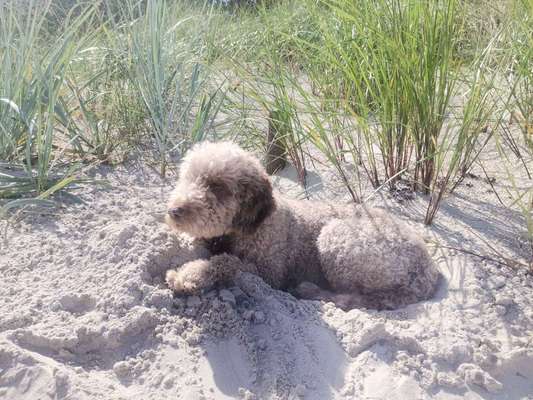 Lagotto Romagnolo Besitzer-Beitrag-Bild