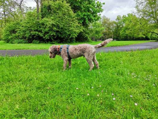 Der Gewichts-Thread-Beitrag-Bild