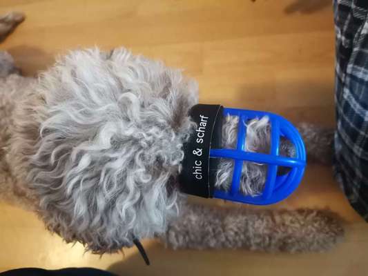 Wie sitzt mein Maulkorb / Maulkorb-Beratung-Beitrag-Bild